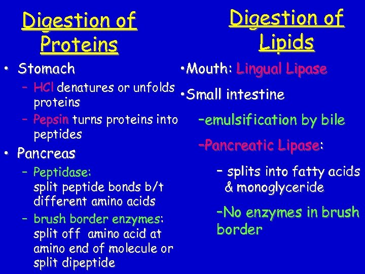 Digestion of Proteins • Stomach Digestion of Lipids • Mouth: Lingual Lipase – HCl