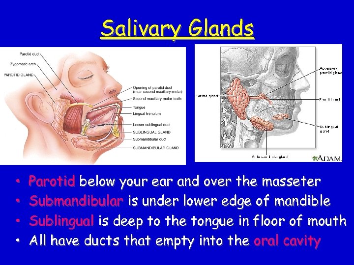Salivary Glands • • Parotid below your ear and over the masseter Submandibular is