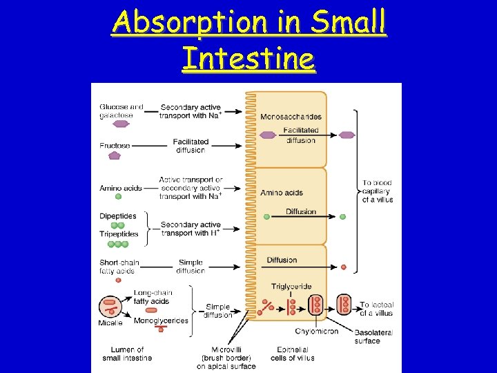 Absorption in Small Intestine 