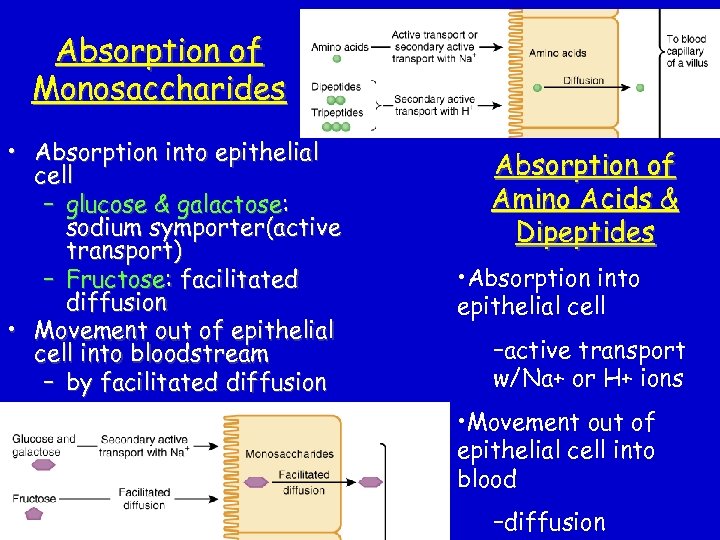 Absorption of Monosaccharides • Absorption into epithelial cell – glucose & galactose: sodium symporter(active