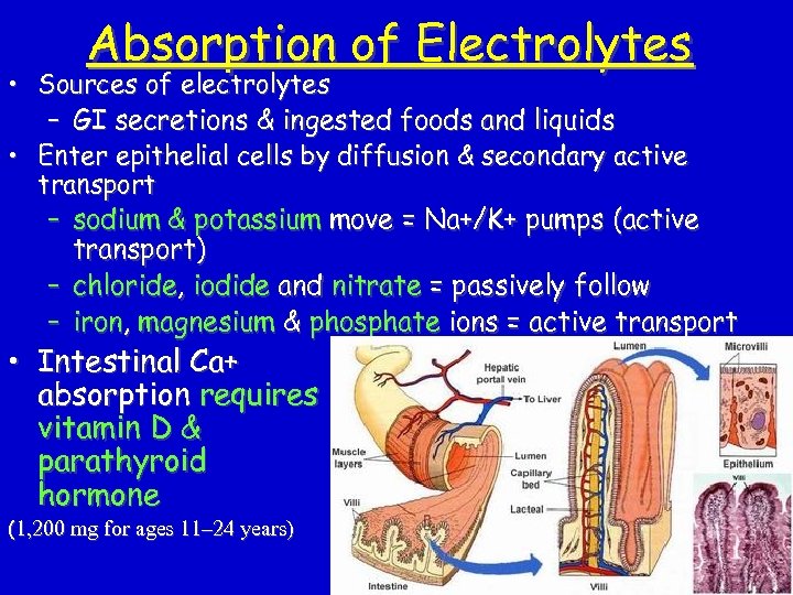 Absorption of Electrolytes • Sources of electrolytes – GI secretions & ingested foods and
