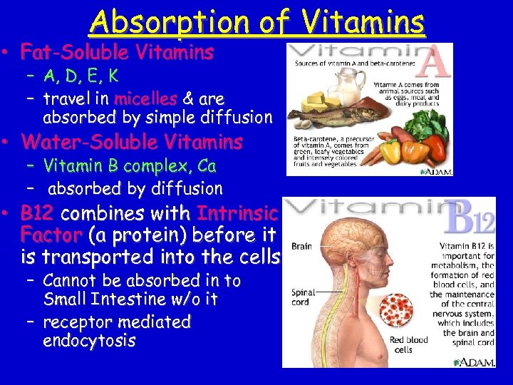 Absorption of Vitamins • Fat-Soluble Vitamins – A, D, E, K – travel in