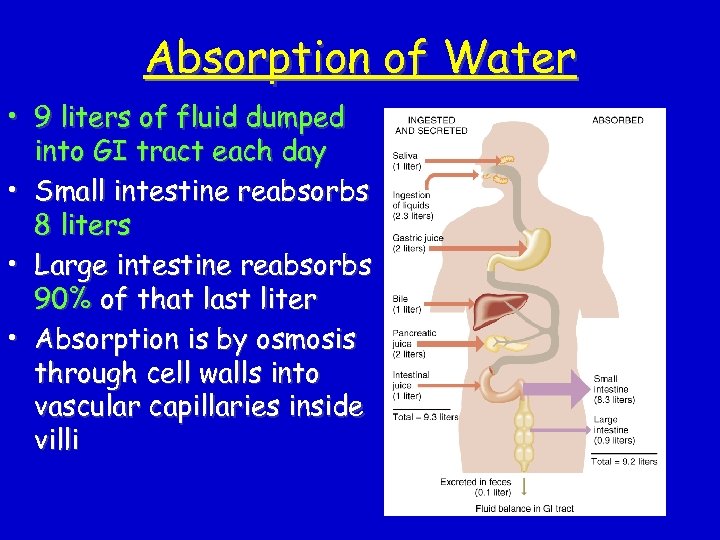 Absorption of Water • 9 liters of fluid dumped into GI tract each day