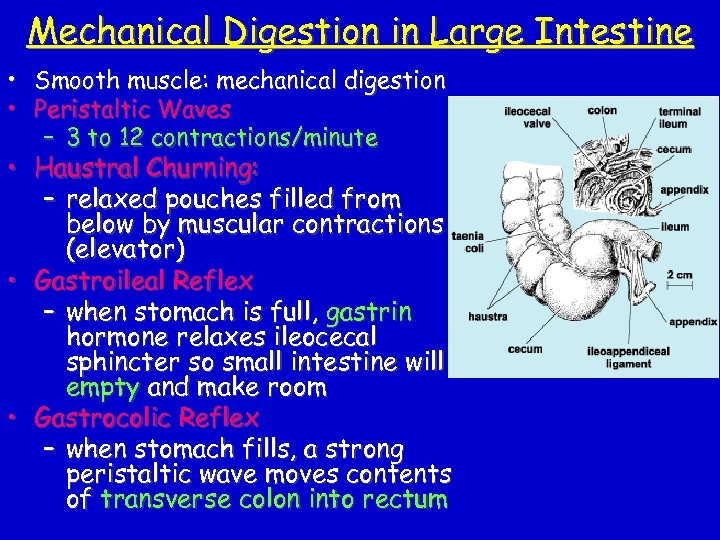 Mechanical Digestion in Large Intestine • Smooth muscle: mechanical digestion • Peristaltic Waves –