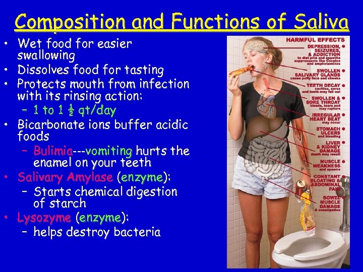 Composition and Functions of Saliva • Wet food for easier swallowing • Dissolves food