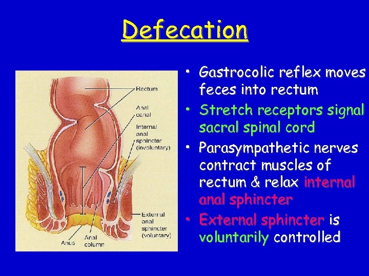 Defecation • Gastrocolic reflex moves feces into rectum • Stretch receptors signal sacral spinal