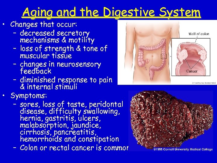 Aging and the Digestive System • Changes that occur: – decreased secretory mechanisms &