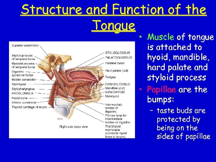 Structure and Function of the Tongue • Muscle of tongue is attached to hyoid,