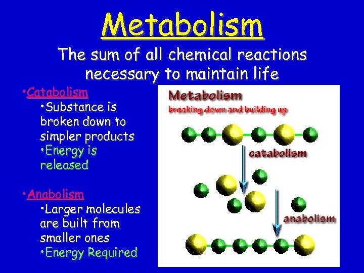 Metabolism The sum of all chemical reactions necessary to maintain life • Catabolism •