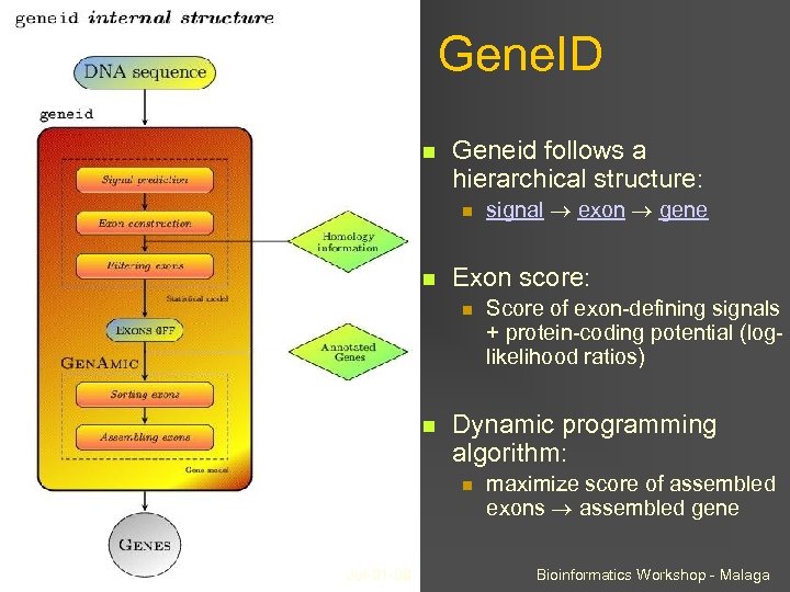 Gene. ID Geneid follows a hierarchical structure: Exon score: Score of exon-defining signals +