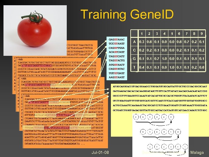 Training Gene. ID 1 GAGGTAAAC TCCGTAAGT CAGGTTGGA ACAGT TAGGTCATT TAGGTACTG ATGGTAACT CAGGTATAC TGTGTGAGT AAGGTAAGT