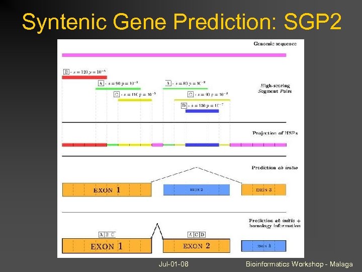 Syntenic Gene Prediction: SGP 2 Jul-01 -08 Bioinformatics Workshop - Malaga 