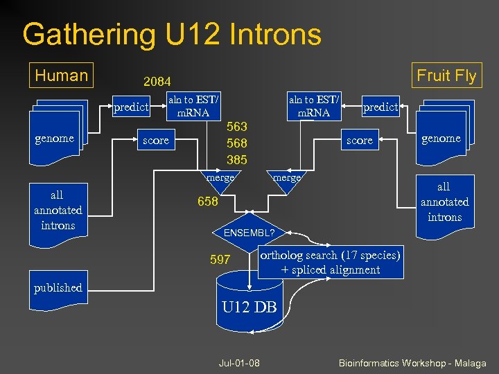Gathering U 12 Introns Human predict genome Fruit Fly 2084 aln to EST/ m.