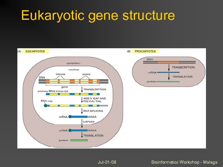 Eukaryotic gene structure Jul-01 -08 Bioinformatics Workshop - Malaga 