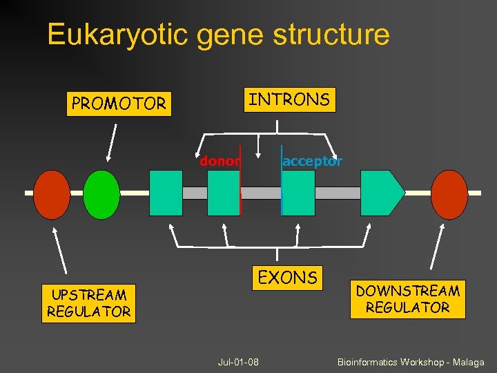 Eukaryotic gene structure INTRONS PROMOTOR donor UPSTREAM REGULATOR acceptor EXONS Jul-01 -08 DOWNSTREAM REGULATOR