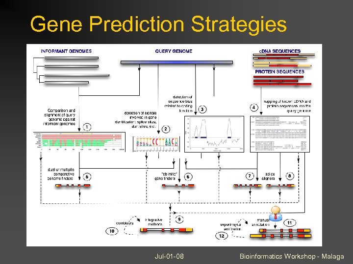 Gene Prediction Strategies Jul-01 -08 Bioinformatics Workshop - Malaga 
