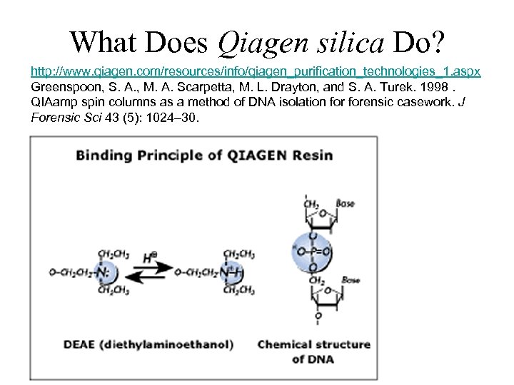 What Does Qiagen silica Do? http: //www. qiagen. com/resources/info/qiagen_purification_technologies_1. aspx Greenspoon, S. A. ,