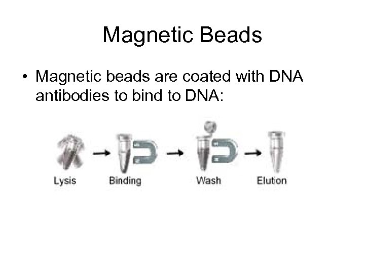 Magnetic Beads • Magnetic beads are coated with DNA antibodies to bind to DNA: