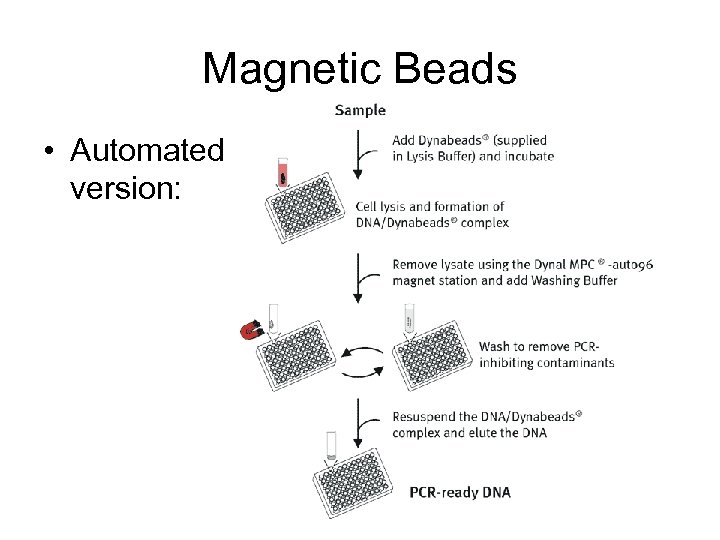 Magnetic Beads • Automated version: 