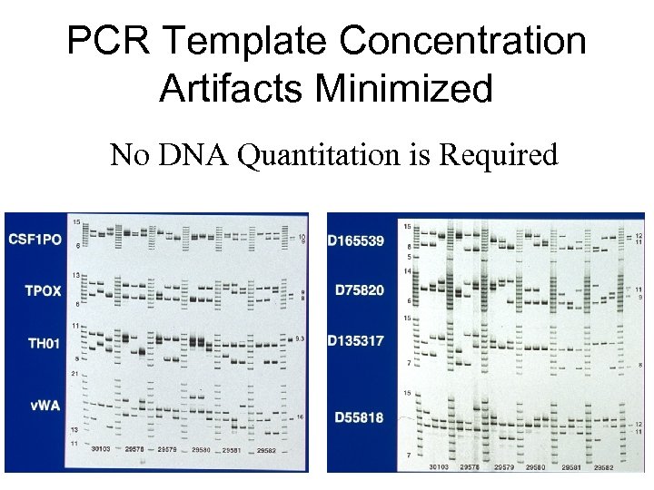 PCR Template Concentration Artifacts Minimized No DNA Quantitation is Required 