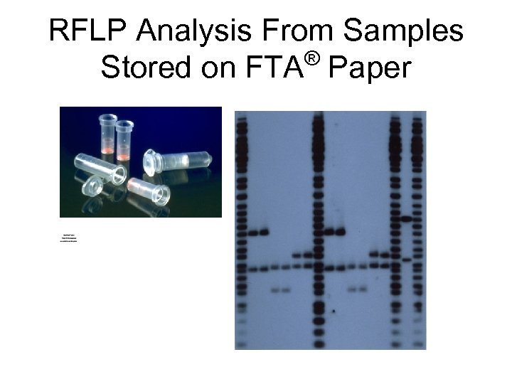 RFLP Analysis From Samples ® Stored on FTA Paper 