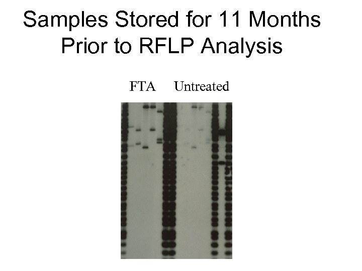 Samples Stored for 11 Months Prior to RFLP Analysis FTA Untreated 