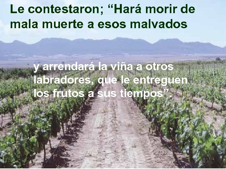 Le contestaron; “Hará morir de mala muerte a esos malvados y arrendará la viña