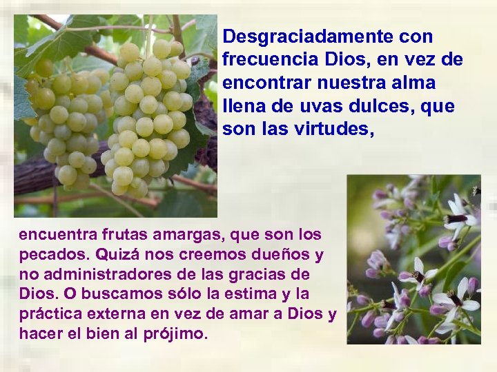 Desgraciadamente con frecuencia Dios, en vez de encontrar nuestra alma llena de uvas dulces,