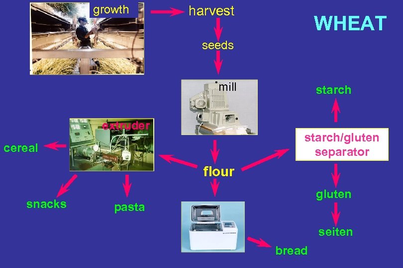 growth harvest WHEAT seeds mill extruder starch/gluten separator cereal flour snacks gluten pasta seiten