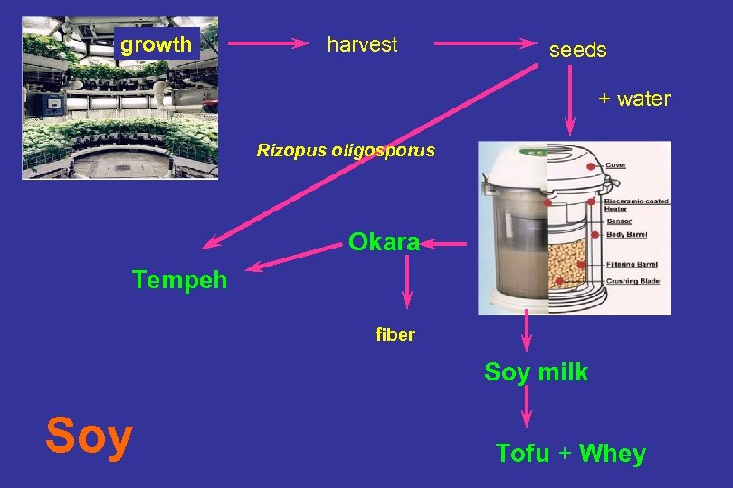 growth harvest seeds + water Rizopus oligosporus Okara Tempeh fiber Soy milk Soy Tofu