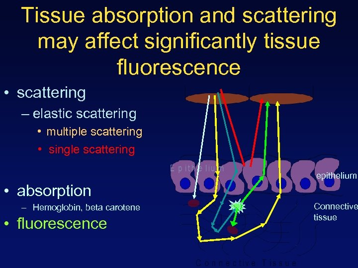 Tissue absorption and scattering may affect significantly tissue fluorescence • scattering – elastic scattering
