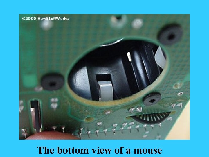 The bottom view of a mouse 