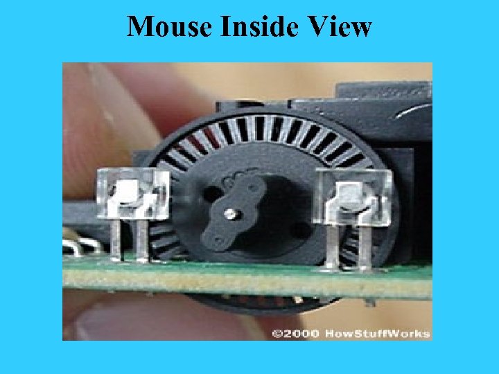 Mouse Inside View 