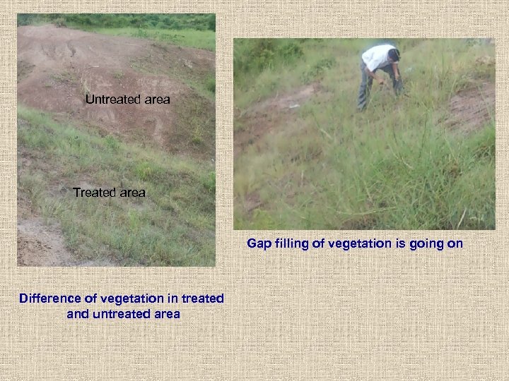 Untreated area Treated area Gap filling of vegetation is going on Difference of vegetation