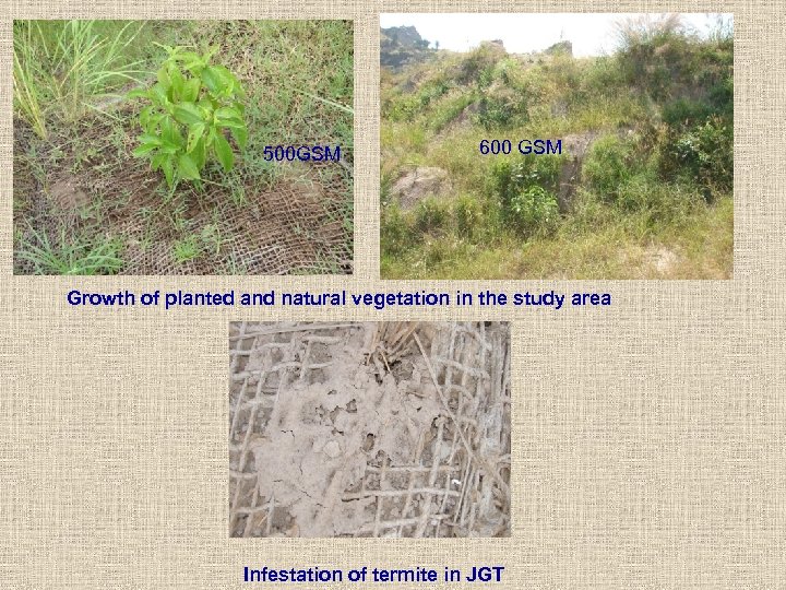 500 GSM 600 GSM Growth of planted and natural vegetation in the study area