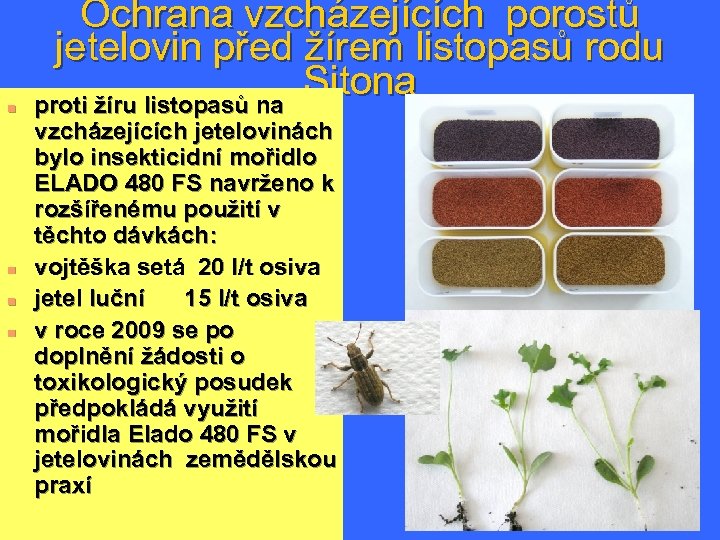 n n Ochrana vzcházejících porostů jetelovin před žírem listopasů rodu Sitona proti žíru listopasů