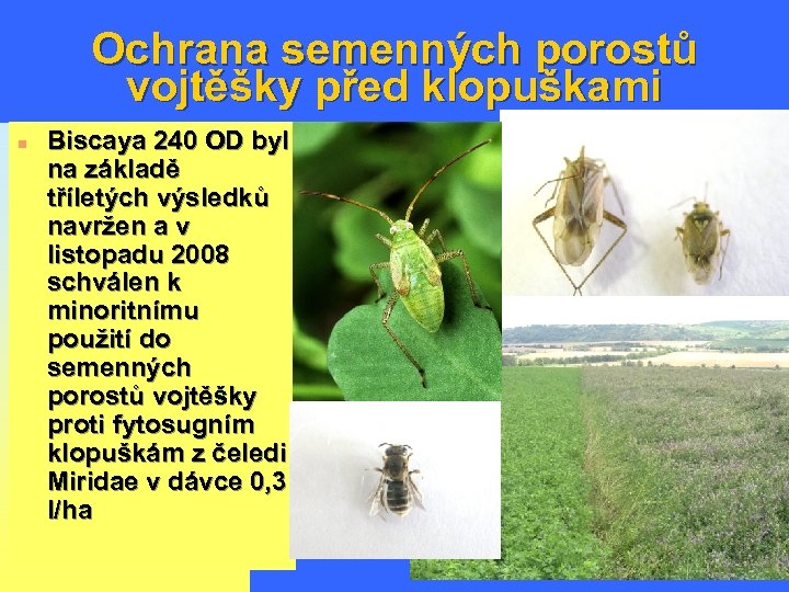 Ochrana semenných porostů vojtěšky před klopuškami n Biscaya 240 OD byl na základě tříletých