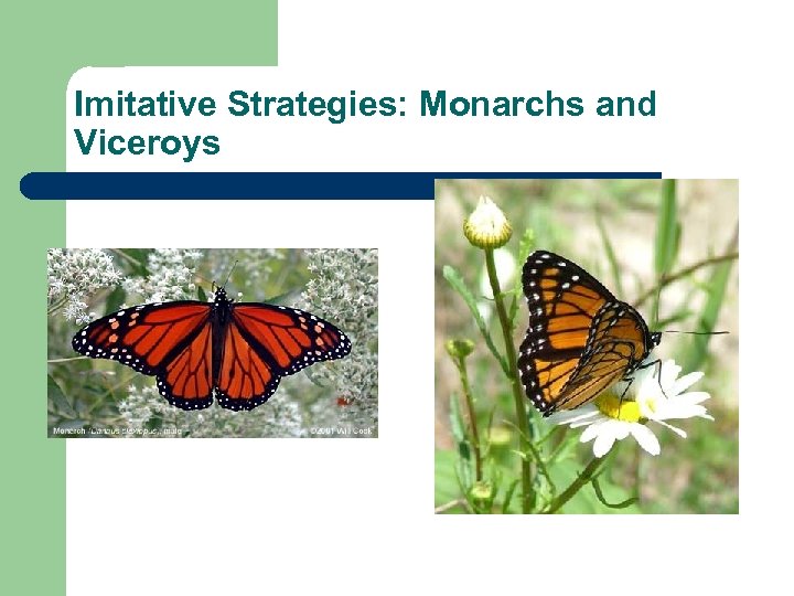Imitative Strategies: Monarchs and Viceroys 