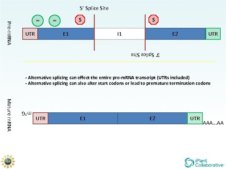 5’ Splice Site Pre-m. RNA ATG UTR S ATG E 1 S I 1