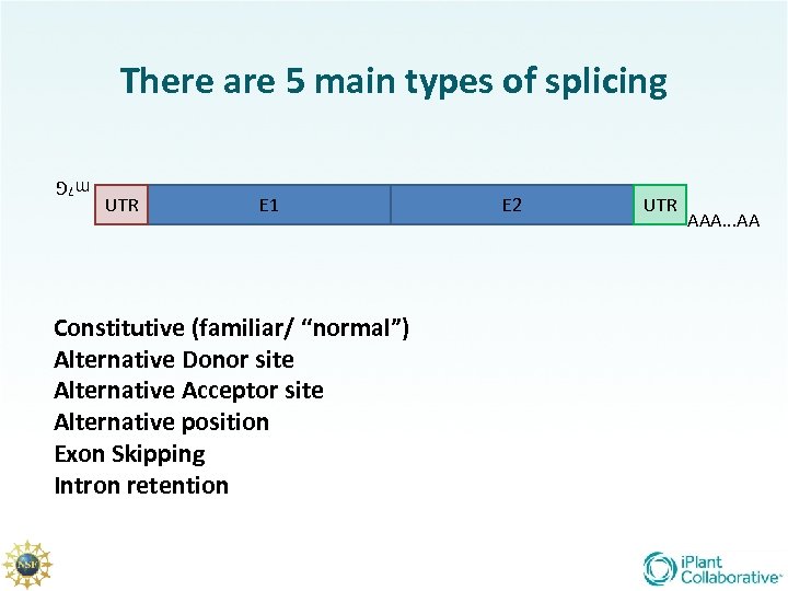 There are 5 main types of splicing UTR E 1 m 7 G Constitutive
