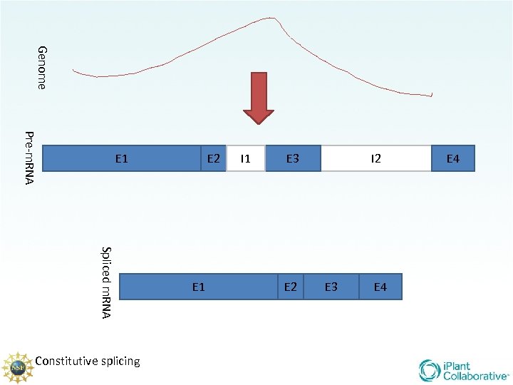 Genome Pre-m. RNA E 1 Spliced m. RNA Constitutive splicing E 2 E 1