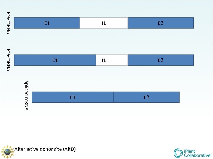 Pre-m. RNA E 1 I 1 E 2 Spliced m. RNA E 1 Alternative