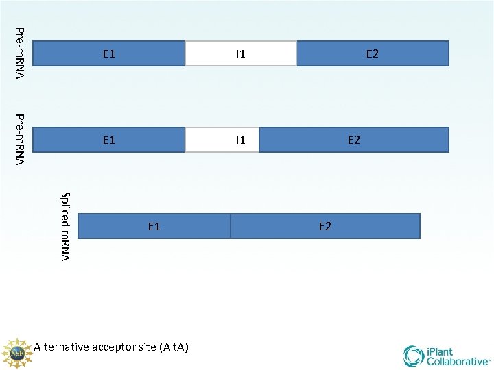 Pre-m. RNA E 1 I 1 E 2 E 2 Spliced m. RNA E