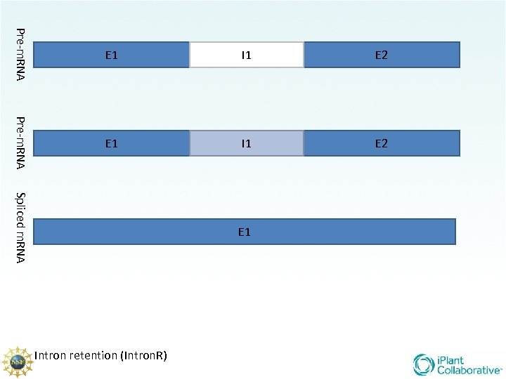 Pre-m. RNA E 1 I 1 E 2 Spliced m. RNA E 1 Intron