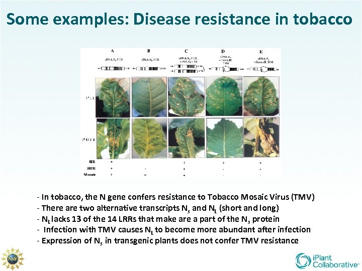 Some examples: Disease resistance in tobacco - In tobacco, the N gene confers resistance