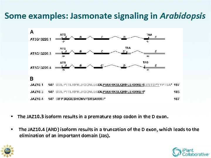 Some examples: Jasmonate signaling in Arabidopsis • The JAZ 10. 3 isoform results in