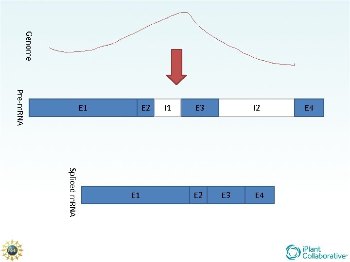 Genome Pre-m. RNA E 4 E 3 E 2 Spliced m. RNA E 1