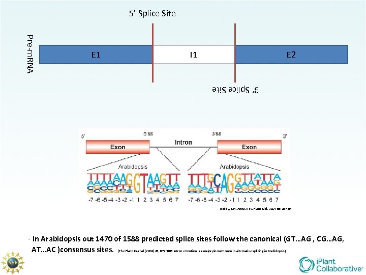 5’ Splice Site Pre-m. RNA E 1 I 1 E 2 3’ Splice Site