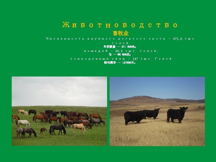 Животноводство 畜牧业 Численность крупного рогатого скота – 471, 8 тыс. голов; 牛的数量 -- 471