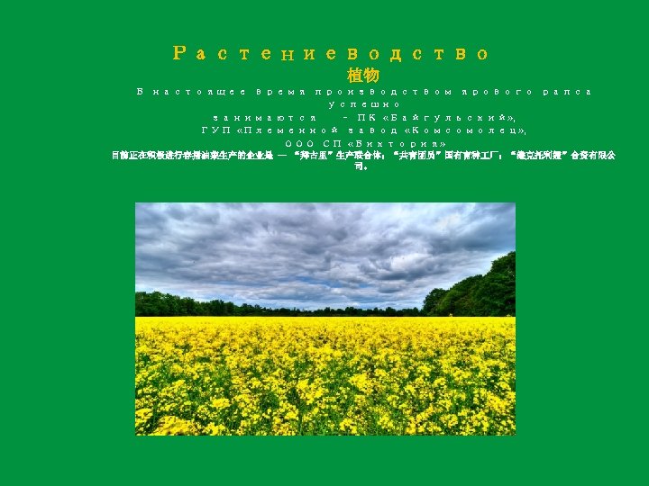 Растениеводство 植物 В настоящее время производством ярового рапса успешно занимаются – ПК «Байгульский» ,